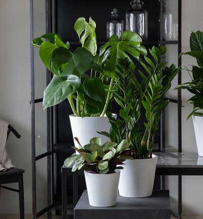 Monstera i hvit potte Monstera i hvit potte